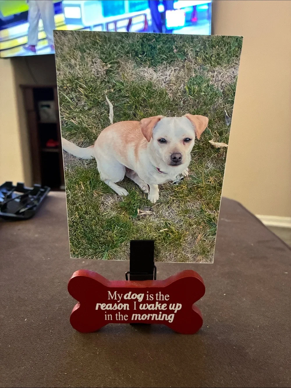 Red Dog Bone Clip Picture Frame Accent - Unbranded